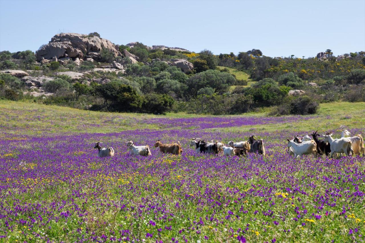 Agriturismo Lu Branu Arzachena Εξωτερικό φωτογραφία